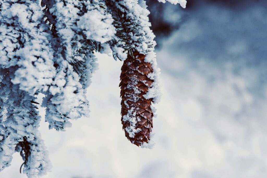 snow covered tree during daytime