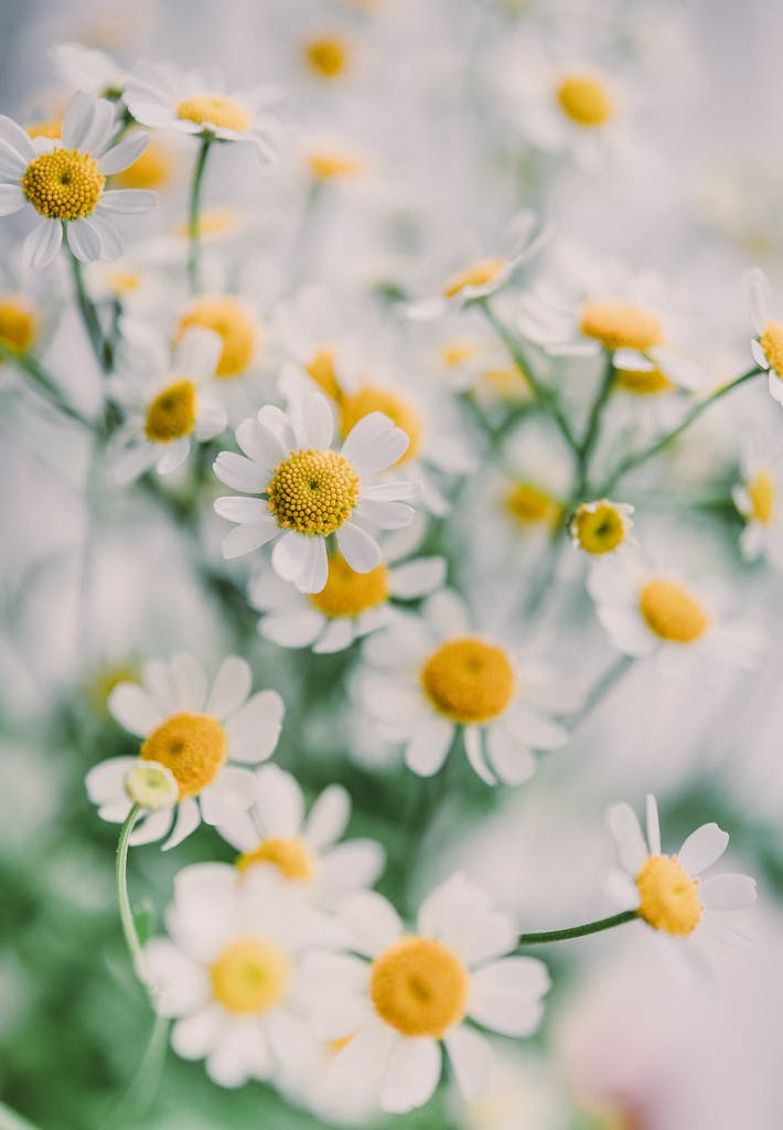 Beautiful close-up of blooming white daisies in a garden, showcasing nature's delicate charm.